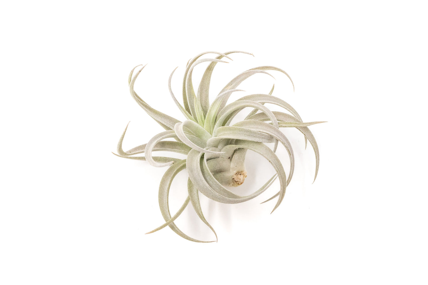 SALE - Tillandsia Harrisii Air Plants - Set of 10, 15, or 20 - 60% Off