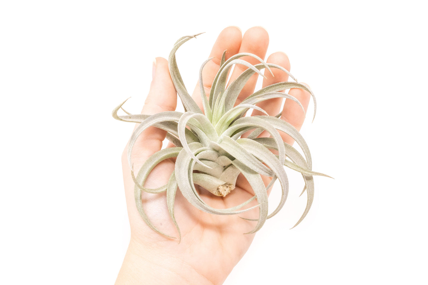 SALE - Large Tillandsia Air Plant Variety - Set of 10, 15, or 20 - 40% Off