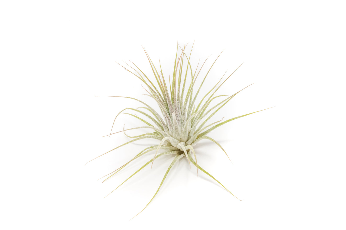 SALE - The Yucatan Collection of Tillandsia Air Plants - Set of 10 or 20 - 50% Off