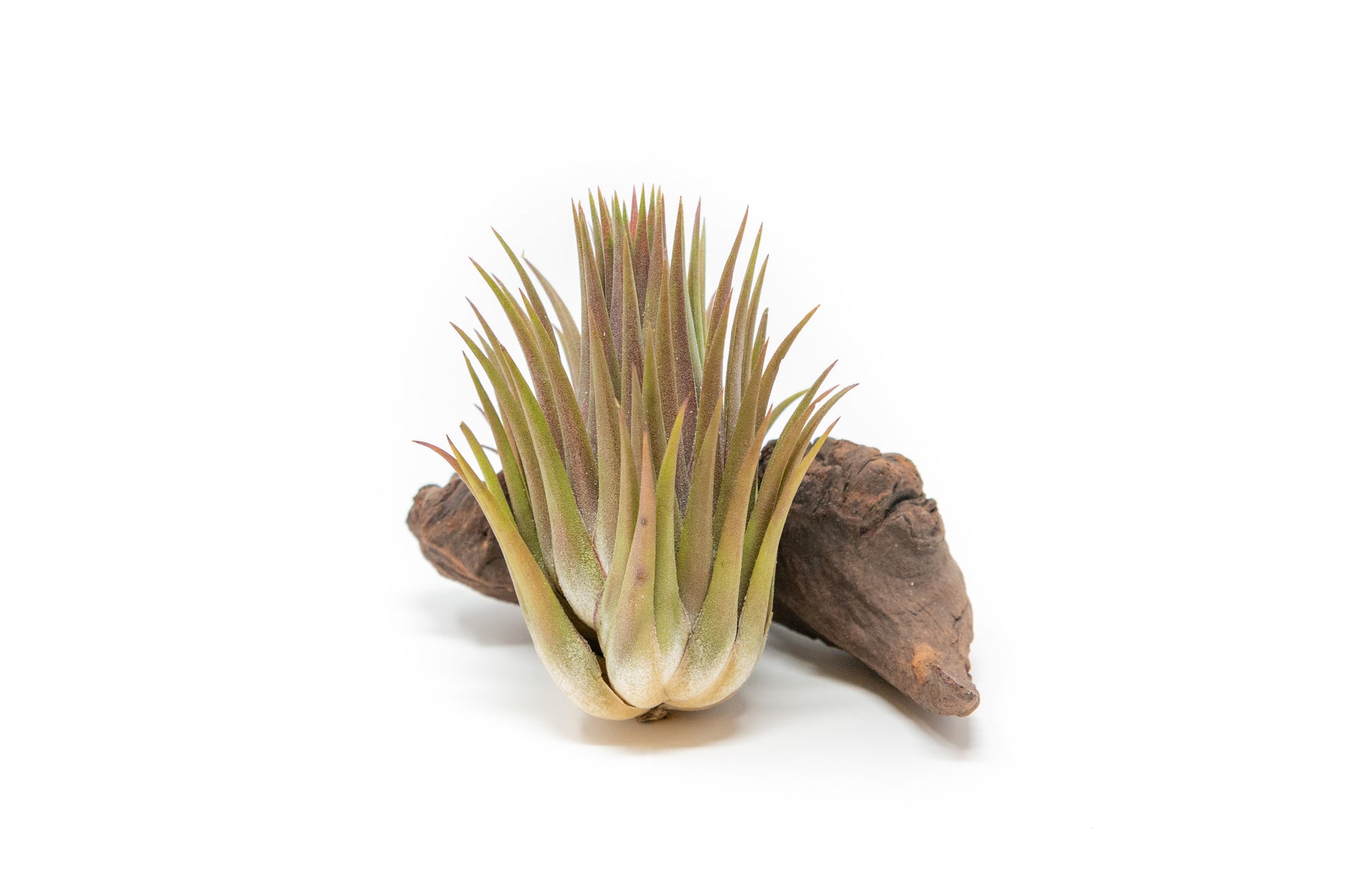 ionantha guatemala air plant Tillandsia Ionantha Guatemala Macho Air Plant