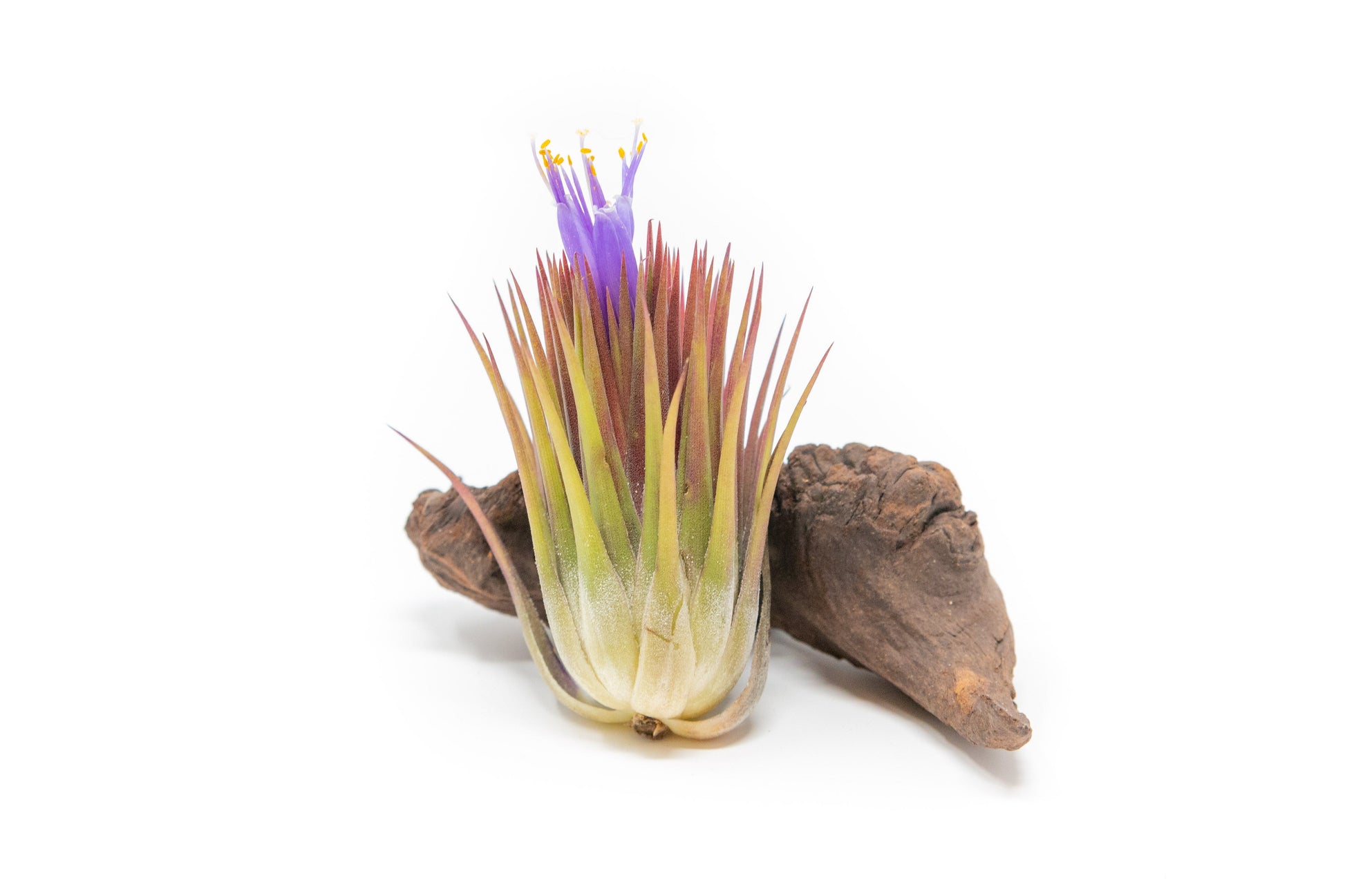 tillandsia ionantha guatemala air plants Tillandsia Ionantha Guatemala Macho Air Plant
