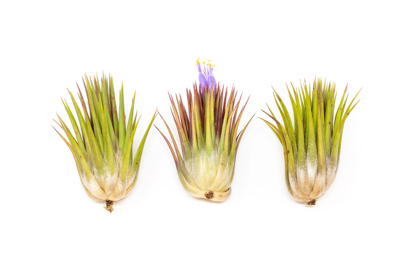 Tillandsia Ionantha Guatemala "Macho" Air Plant