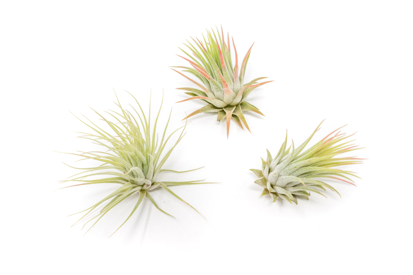 SALE - Tillandsia Ionantha Rubra Air Plants - Set of 10 or 20 - 40% Off