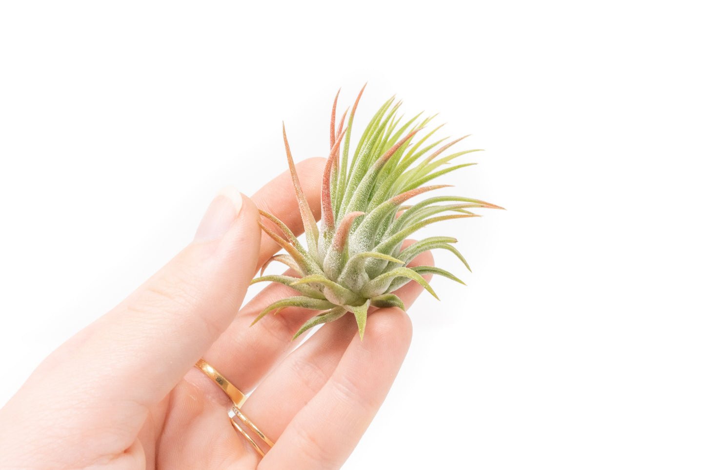 SALE - Tillandsia Ionantha Rubra Air Plants - Set of 10 or 20 - 40% Off