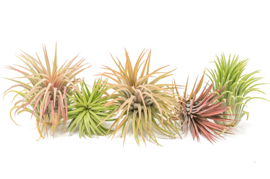 SALE - XL Tillandsia Ionantha Rubra Air Plants - Set of 10 or 20 - 40% Off