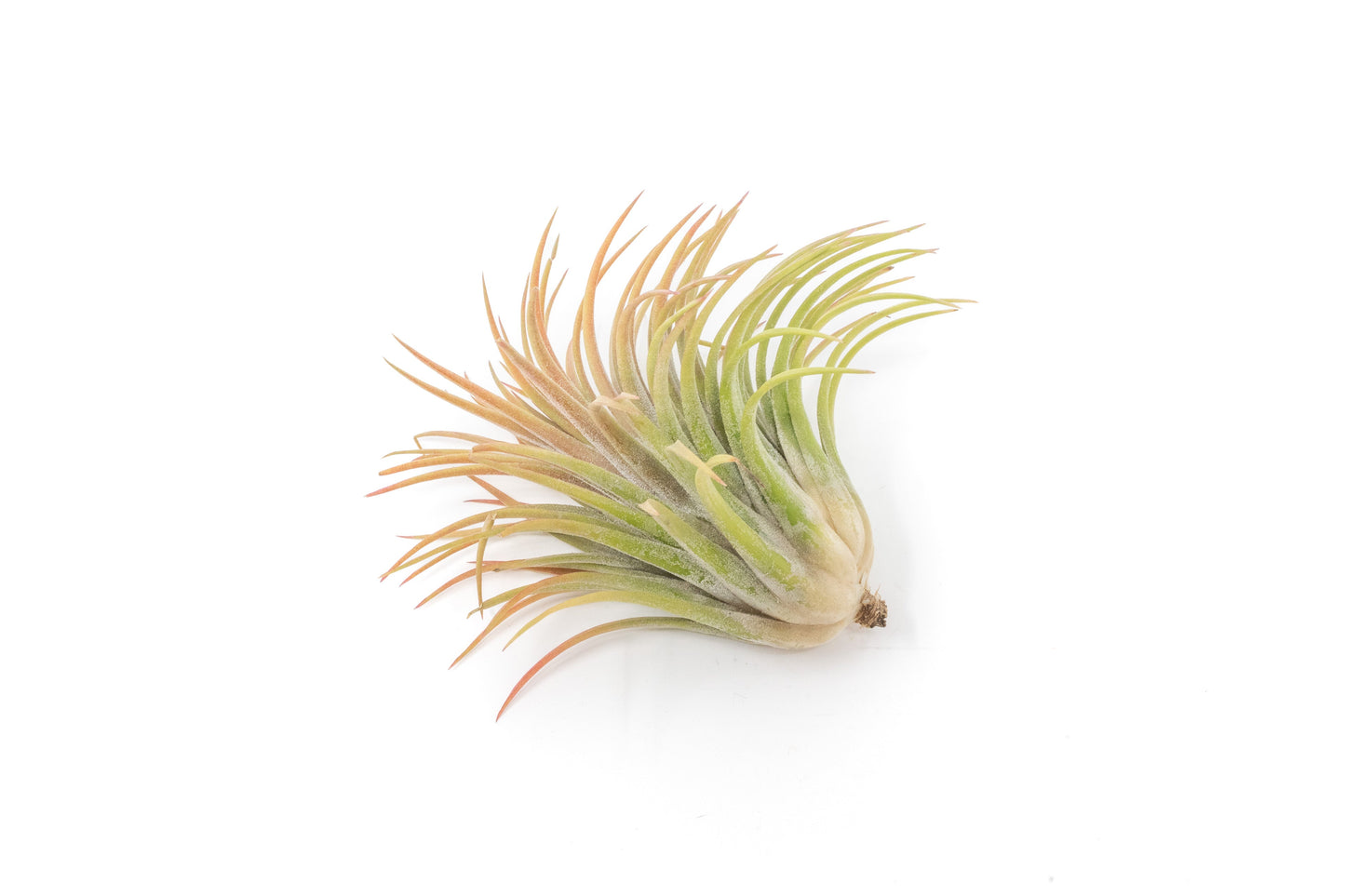 SALE - Large Tillandsia Ionantha Rubra Air Plants - Set of 10 or 20 - 40% Off