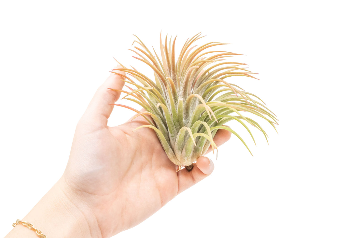 SALE - XL Tillandsia Ionantha Rubra Air Plants - Set of 10 or 20 - 40% Off