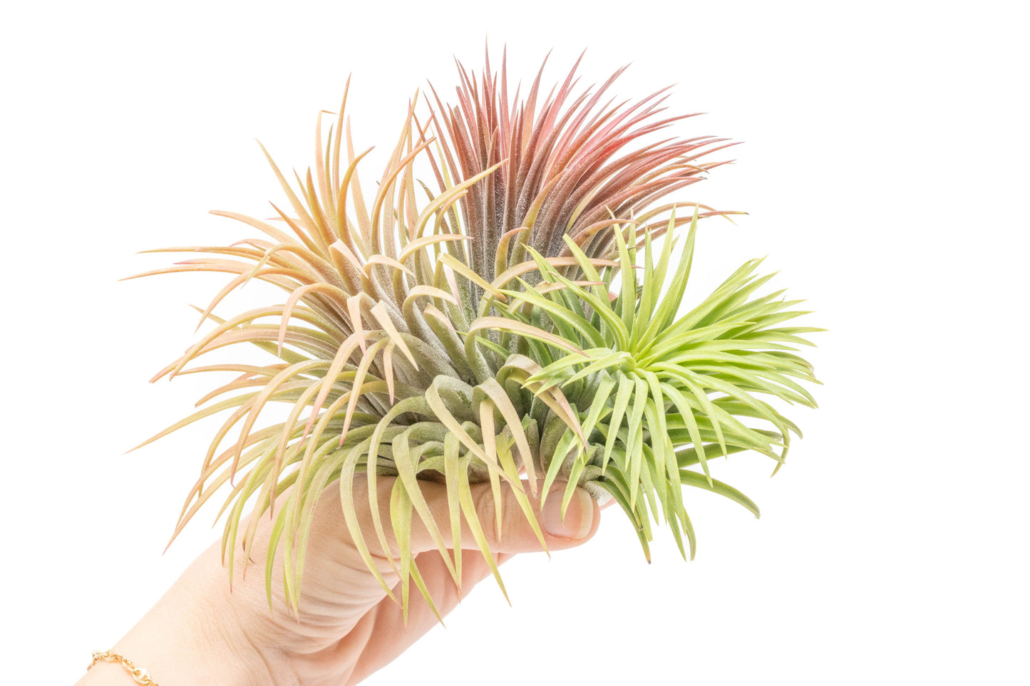 SALE - XL Tillandsia Ionantha Rubra Air Plants - Set of 10 or 20 - 40% Off