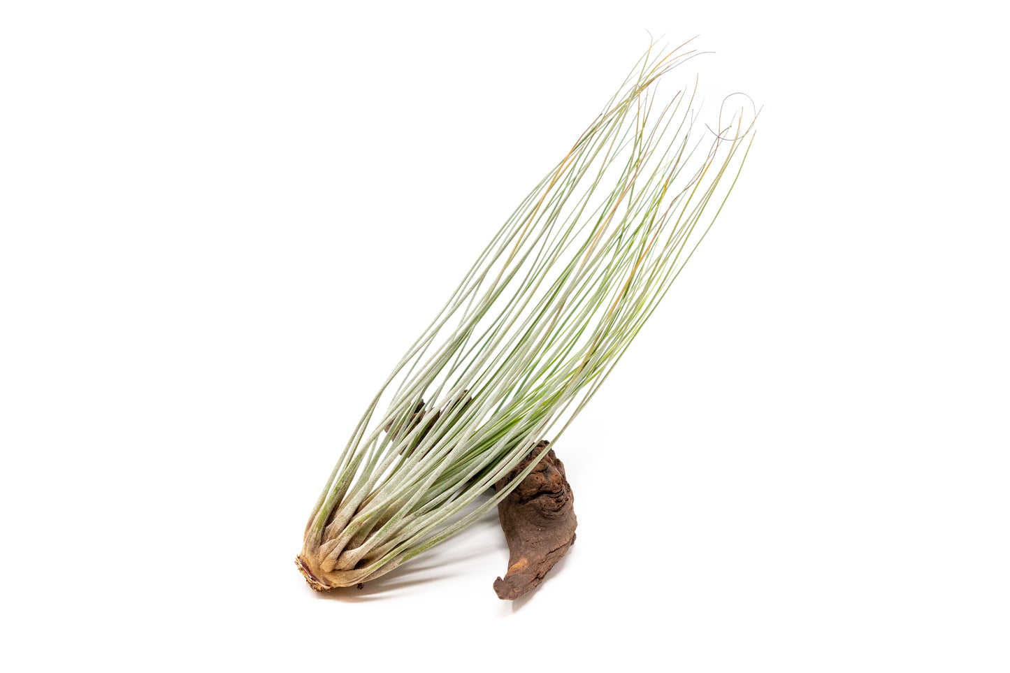 SALE - Large Tillandsia Juncea - Set of 10, 15 or 20 Air Plants - 50% Off