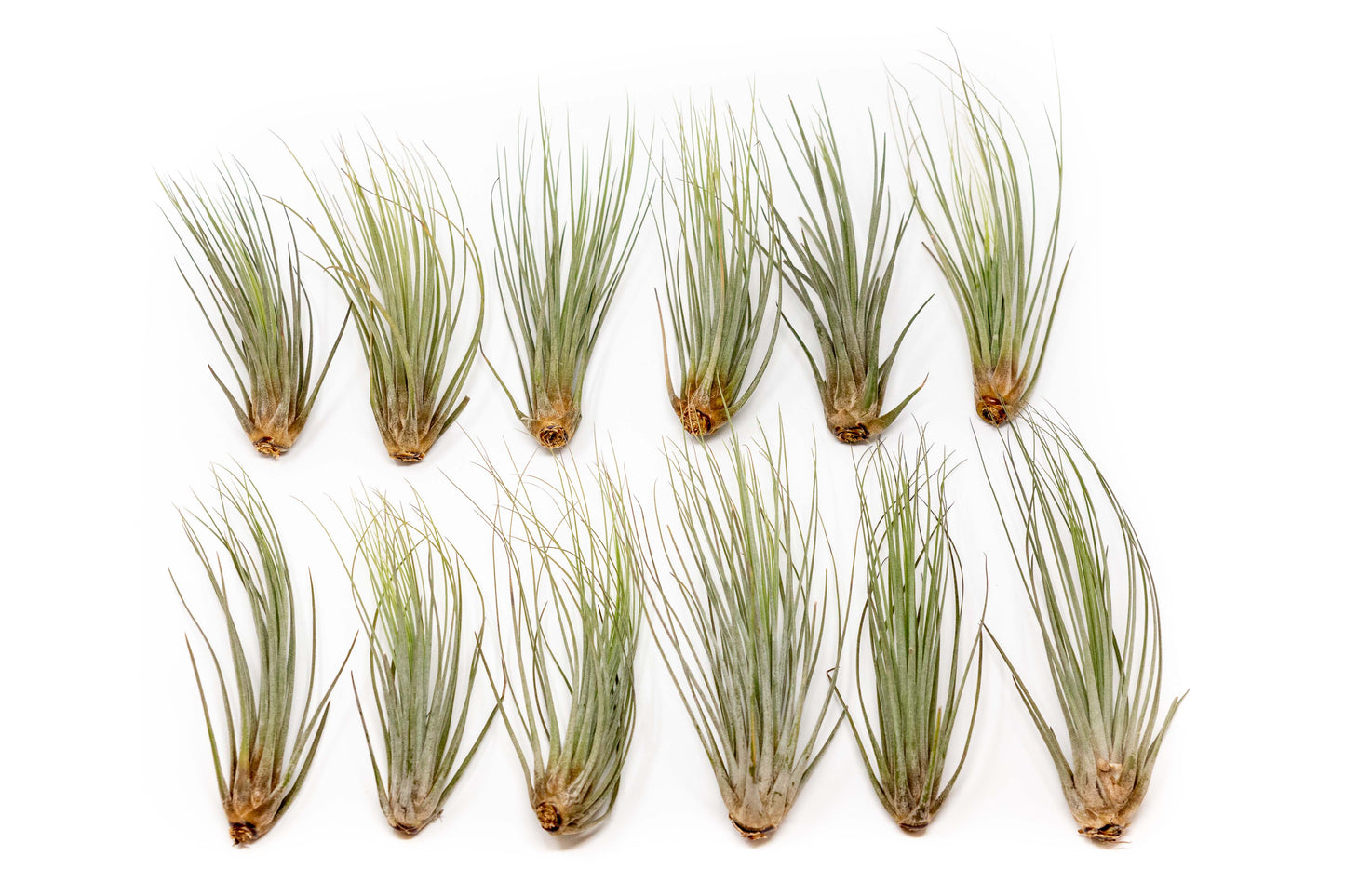 Large Tillandsia Juncea Air Plants /  8-12 Inch Plants