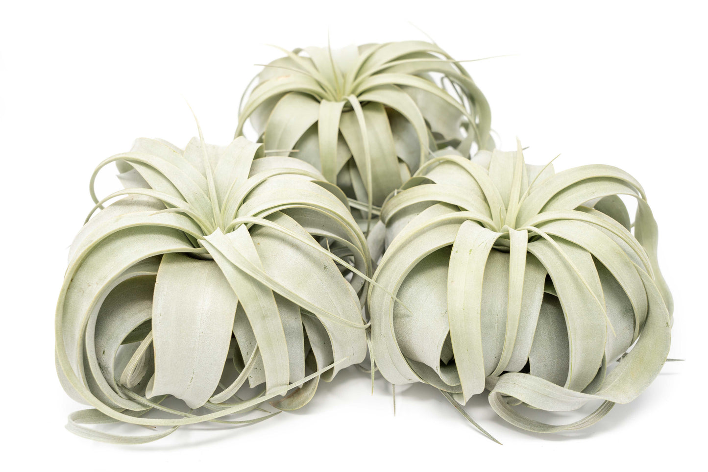 Large Tillandsia Xerographica / 6-8 Inches Wide