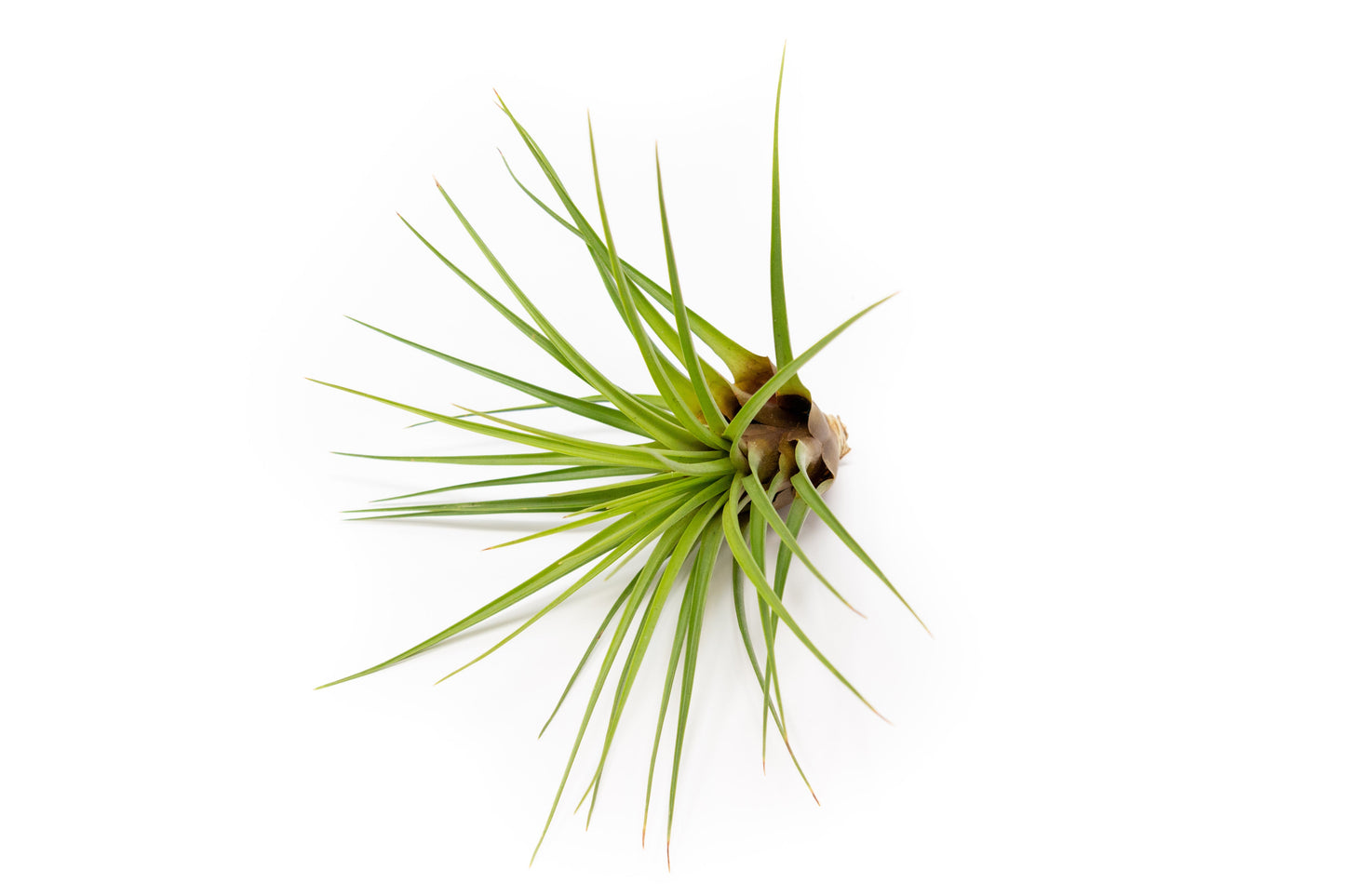 SALE - Tillandsia Melanocrater Tricolor Air Plants - Set of 10, 20 or 30 - 70% Off