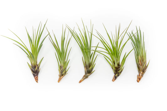 SALE - Tillandsia Melanocrater Tricolor Air Plants - Set of 10, 20 or 30 - 70% Off