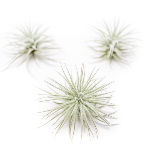 SALE - Small Tillandsia Tectorum Ecuador Air Plants - Set of 3, 6 or 9