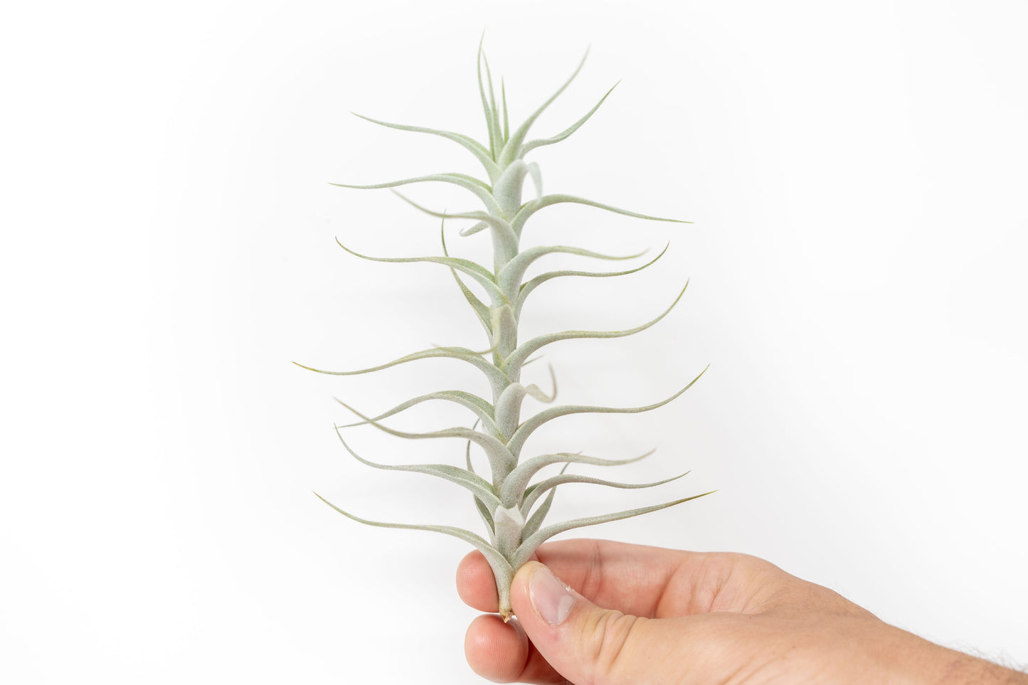 Tillandsia Albida 'Minor' Air Plant