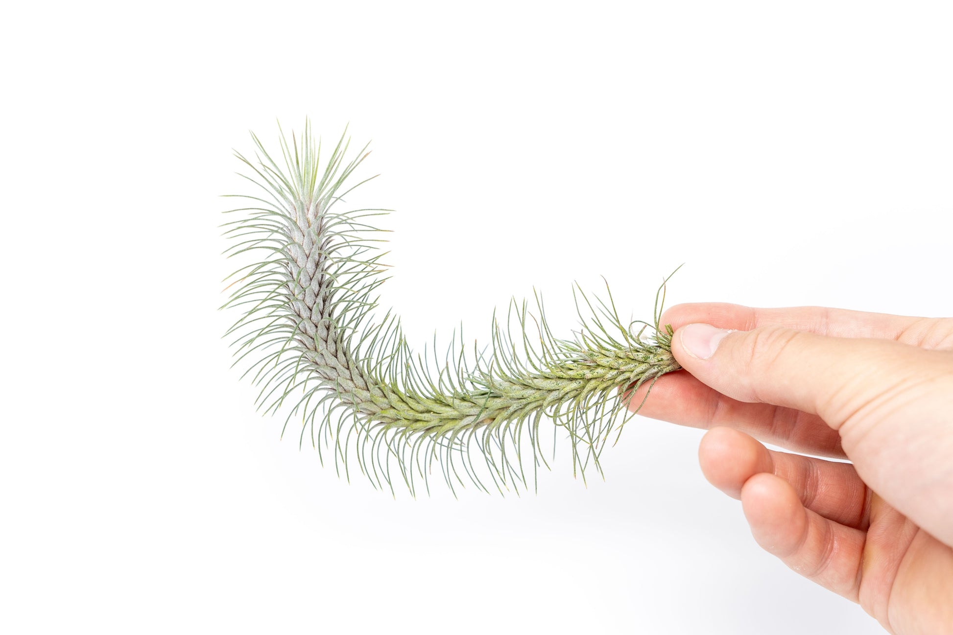 funckiana air plant Tillandsia Funckiana v. Recurvifolia Air Plant – Enchanted Grow
