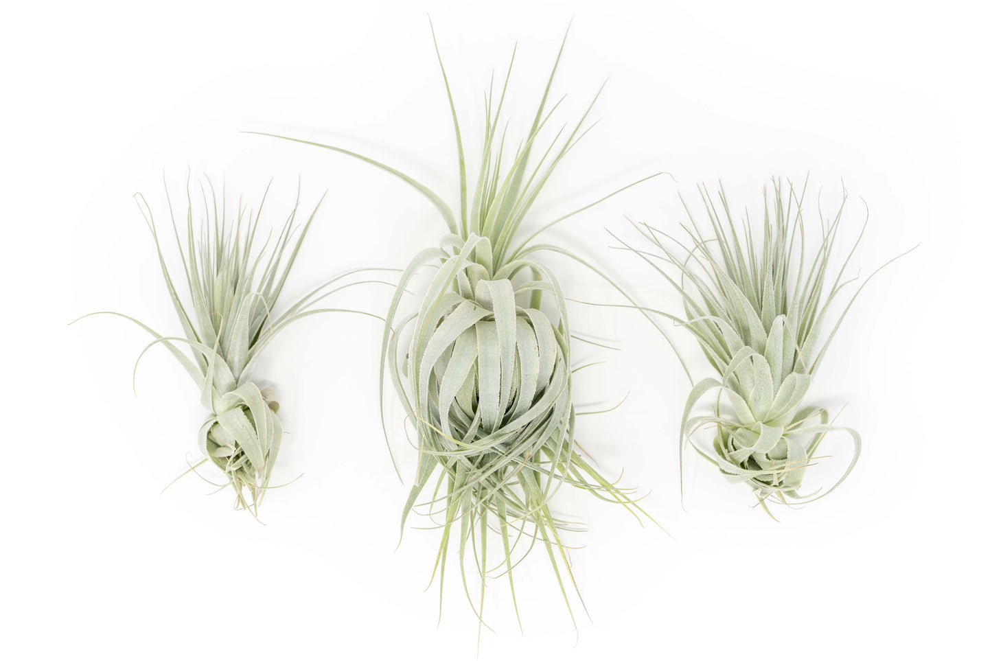 Tillandsia Gardneri - Various Ecotypes