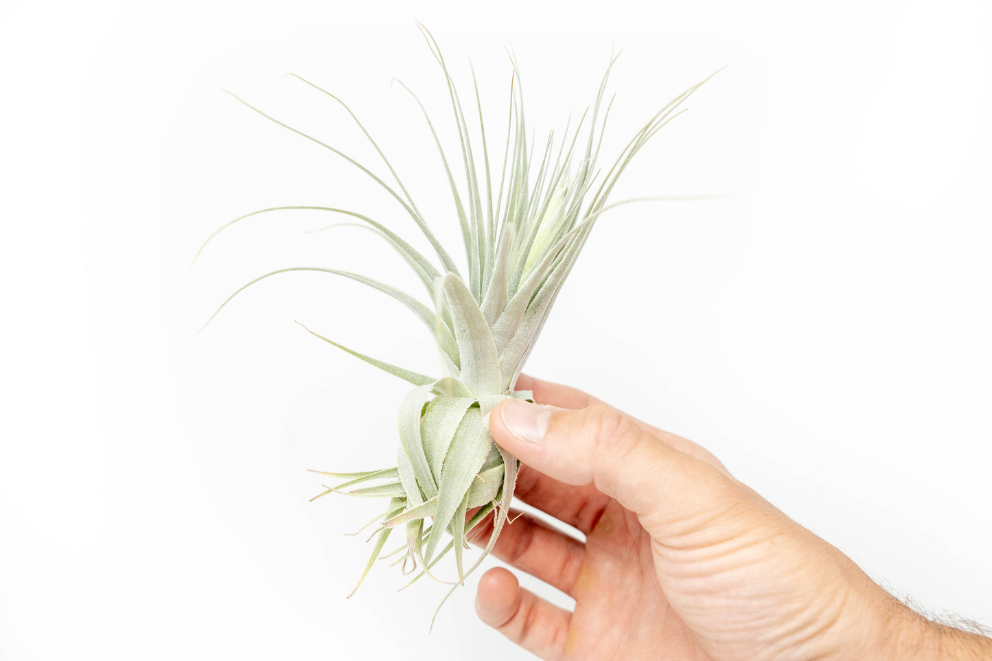 Tillandsia Gardneri - Various Ecotypes