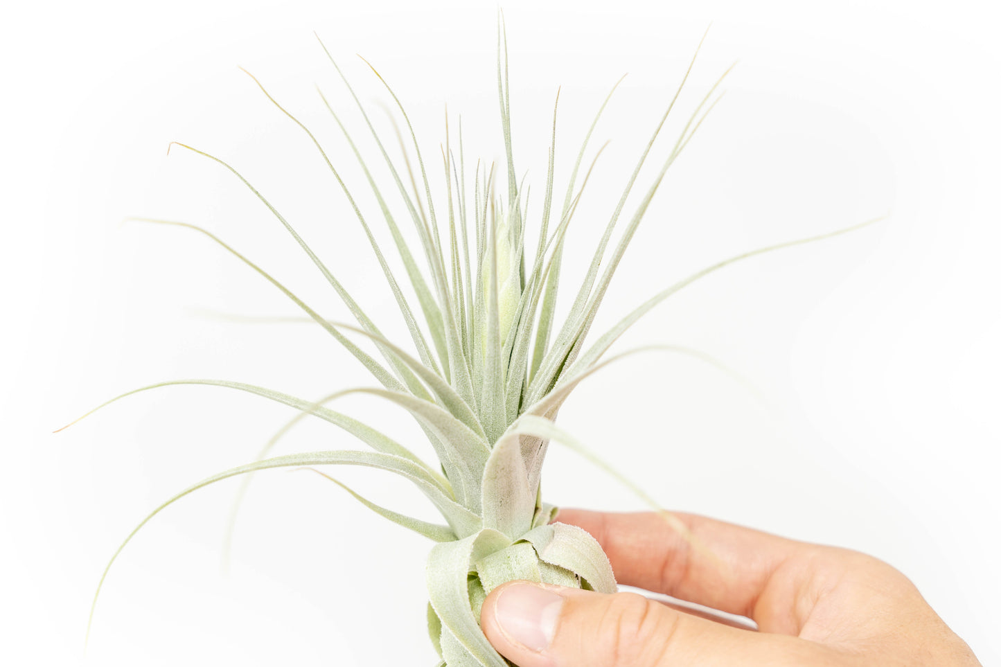 Tillandsia Gardneri - Various Ecotypes