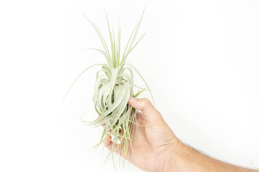 Tillandsia Gardneri - Various Ecotypes