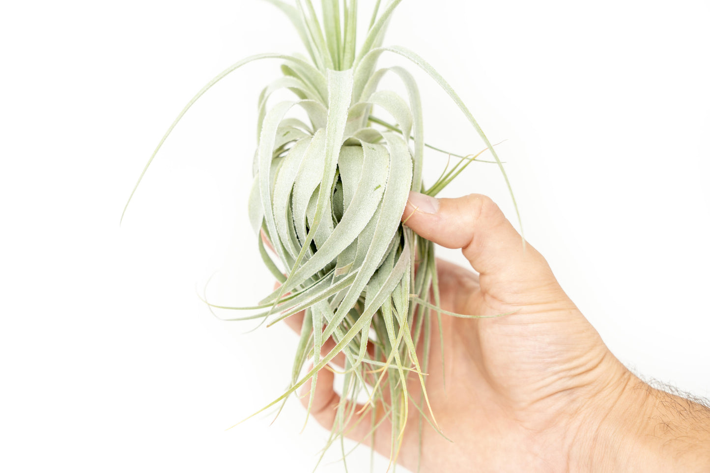 Tillandsia Gardneri - Various Ecotypes