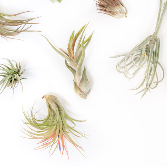 SALE - Tillandsia Air Plant Grab Bag of Premium Medium & Large Plants - Set of 10 - 50% Off