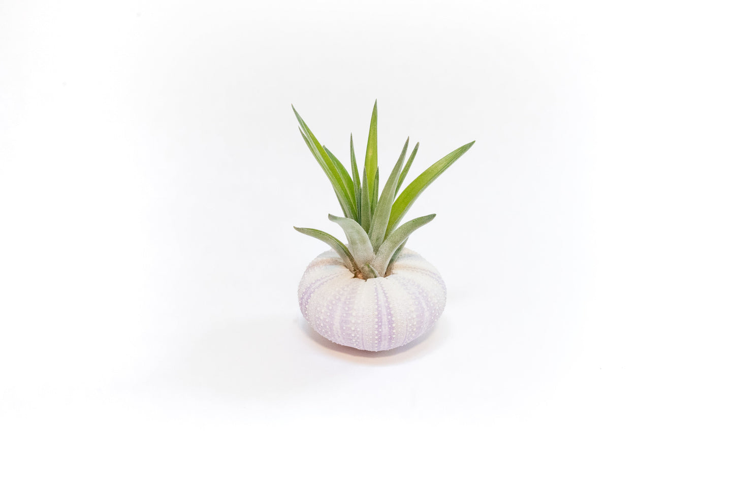 Gift Wrapped Purple Urchins with Tillandsia Air Plants