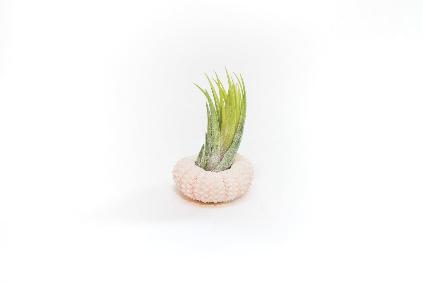 Gift Wrapped Pink Urchins with Tillandsia Air Plants