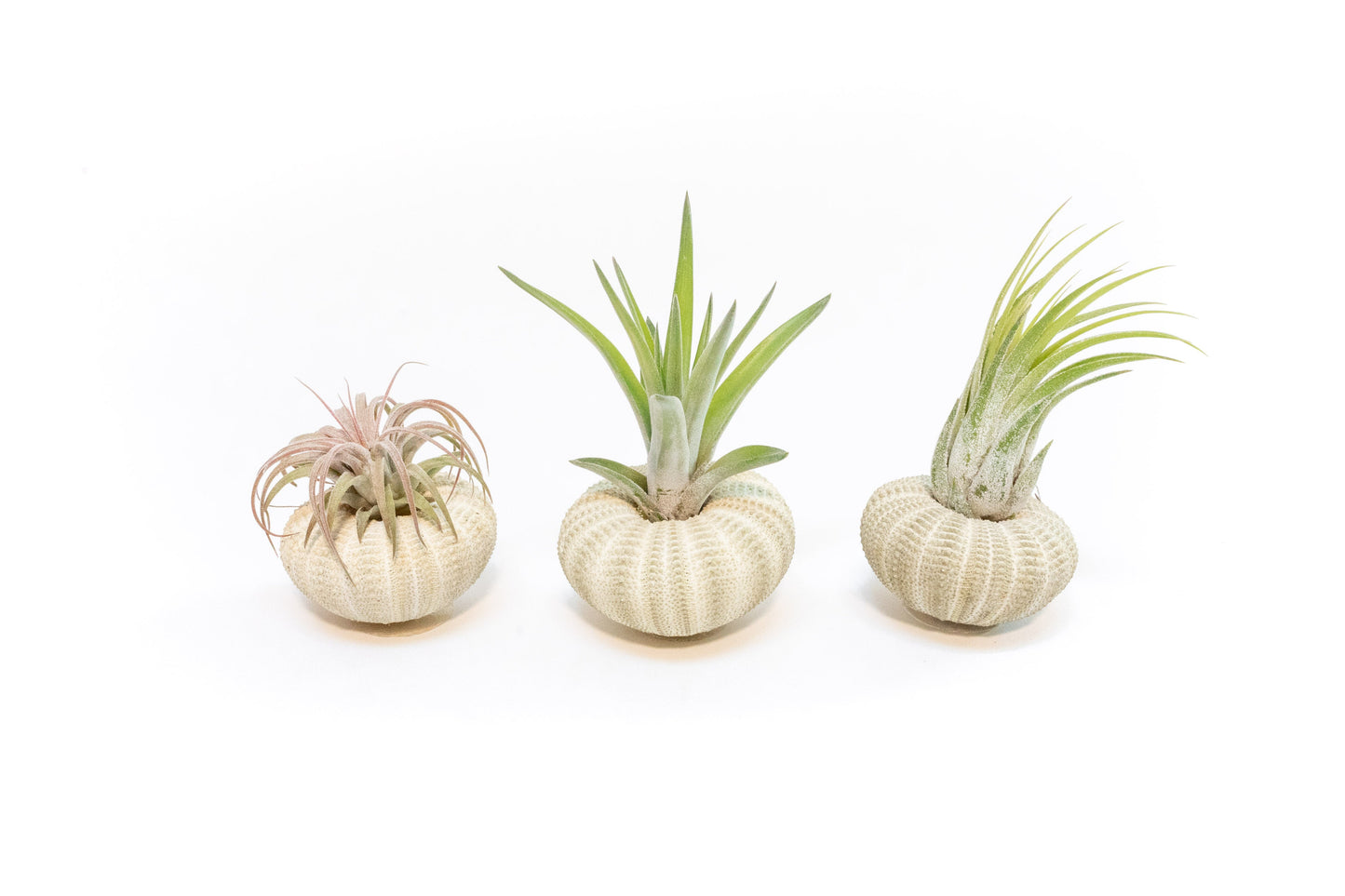 Green Urchins with Tillandsia Air Plants - Set of 3, 6 or 9