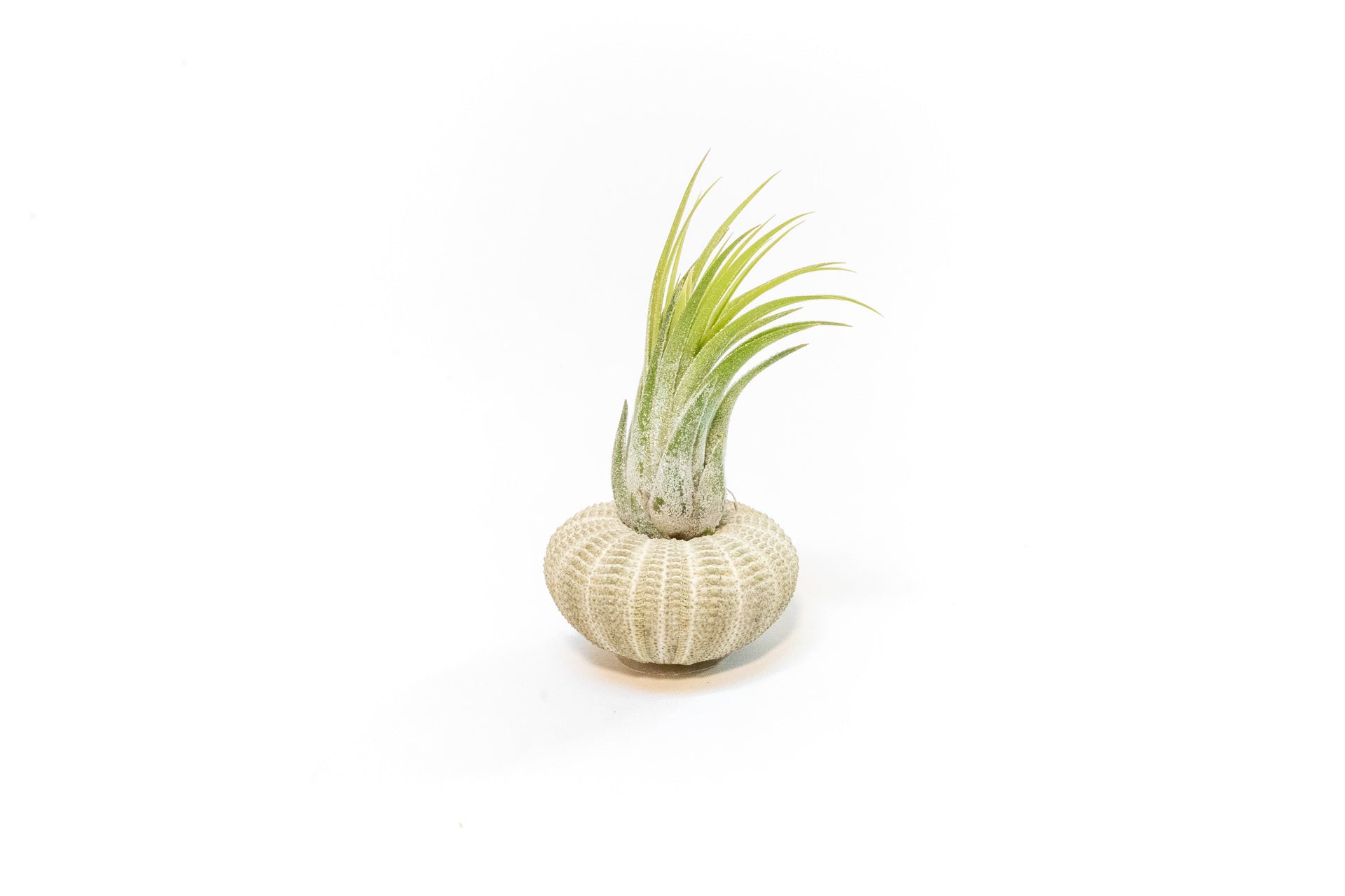 Green Urchin with Tillandsia Air Plant – Enchanted Grow