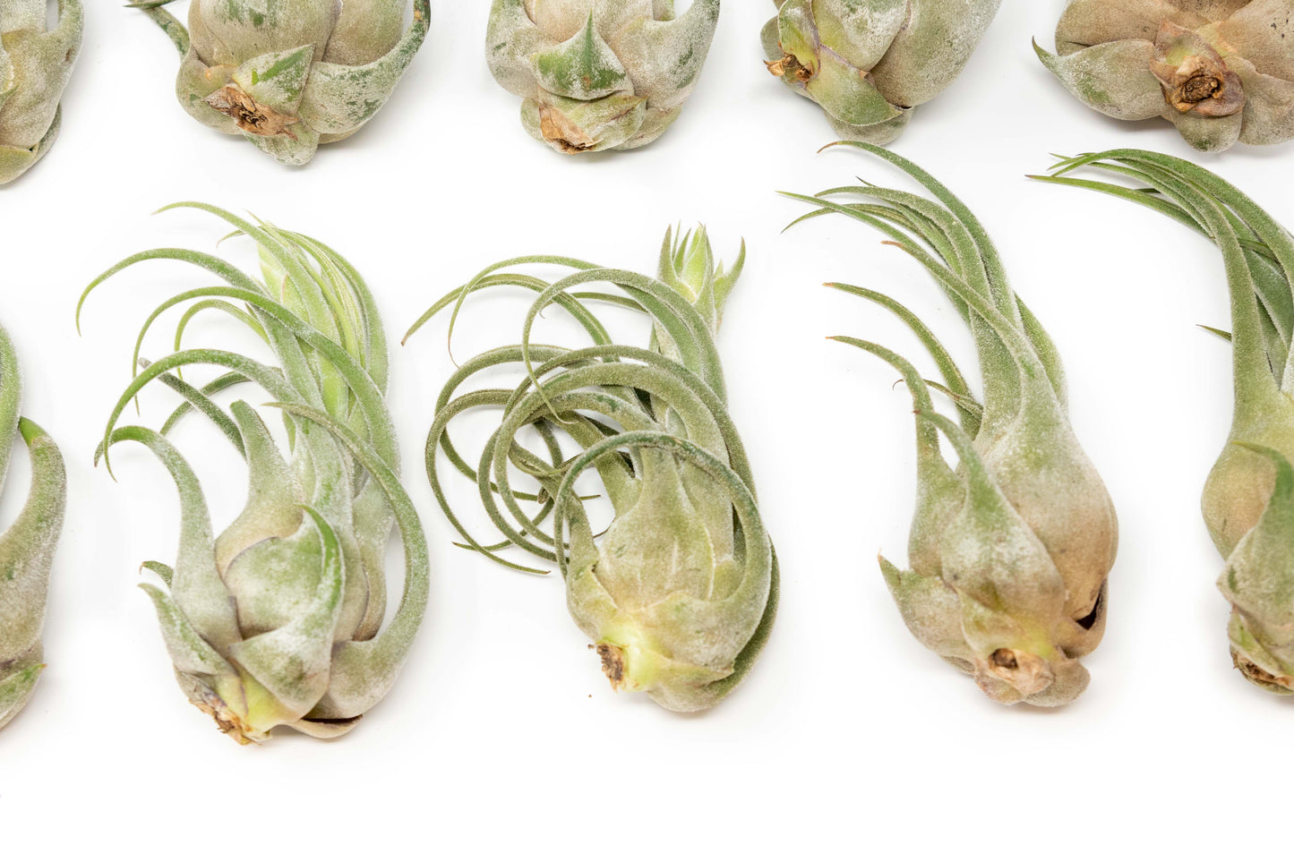 SALE - Tillandsia Seleriana Air Plants - Set of 5 or 10 - 50% Off