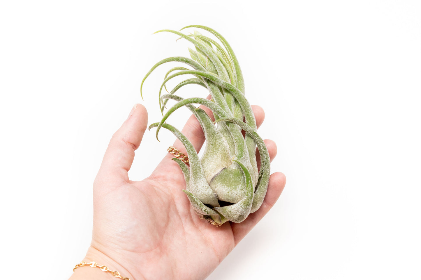 Large Tillandsia Seleriana Air Plants / 6-8 Inch Plants