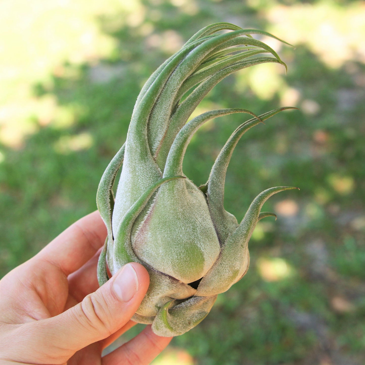 SALE - Tillandsia Seleriana Air Plants - Set of 5 or 10 - 50% Off