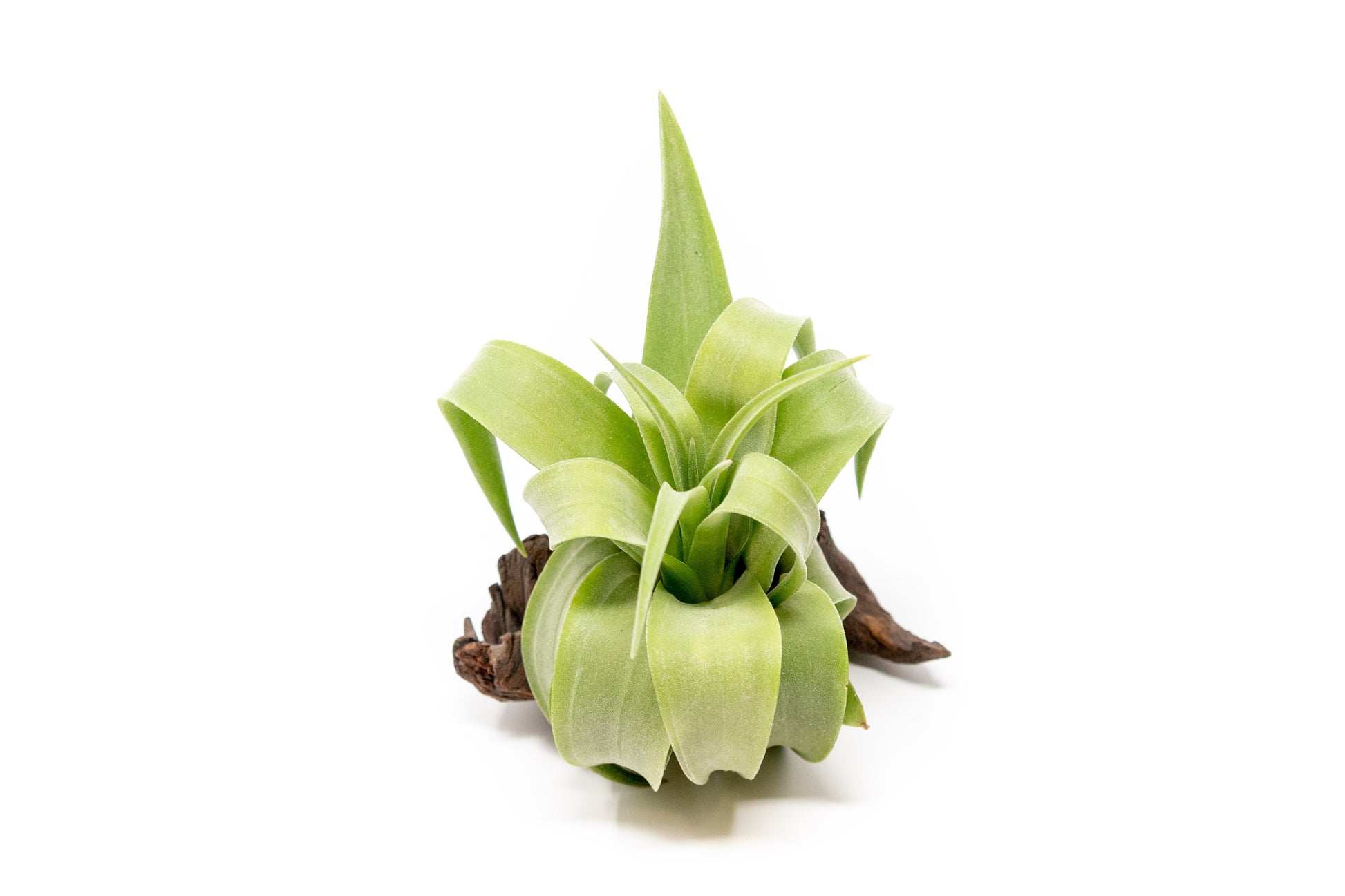 air plant streptophylla SALE - Tillandsia Streptophylla Air Plants