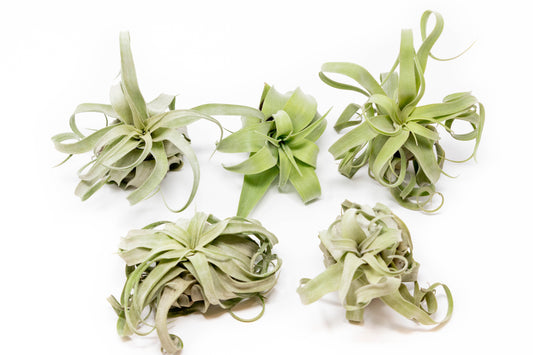 SALE - Tillandsia Streptophylla Air Plants - Set of 3 or 6 - 30% Off