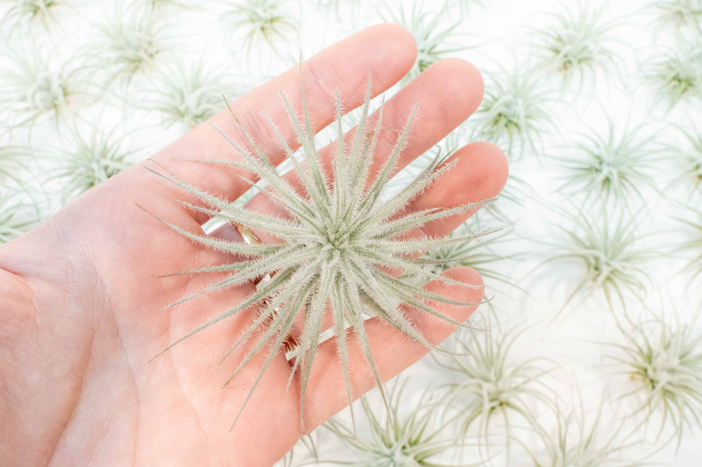 SALE - Small Tillandsia Tectorum Ecuador Air Plants - Set of 3, 6 or 9