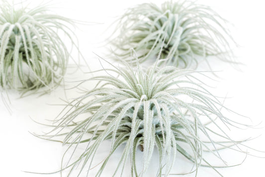 SALE - Tillandsia Tectorum Ecuador Air Plants - Set of 3, 6 or 9 - 25% Off