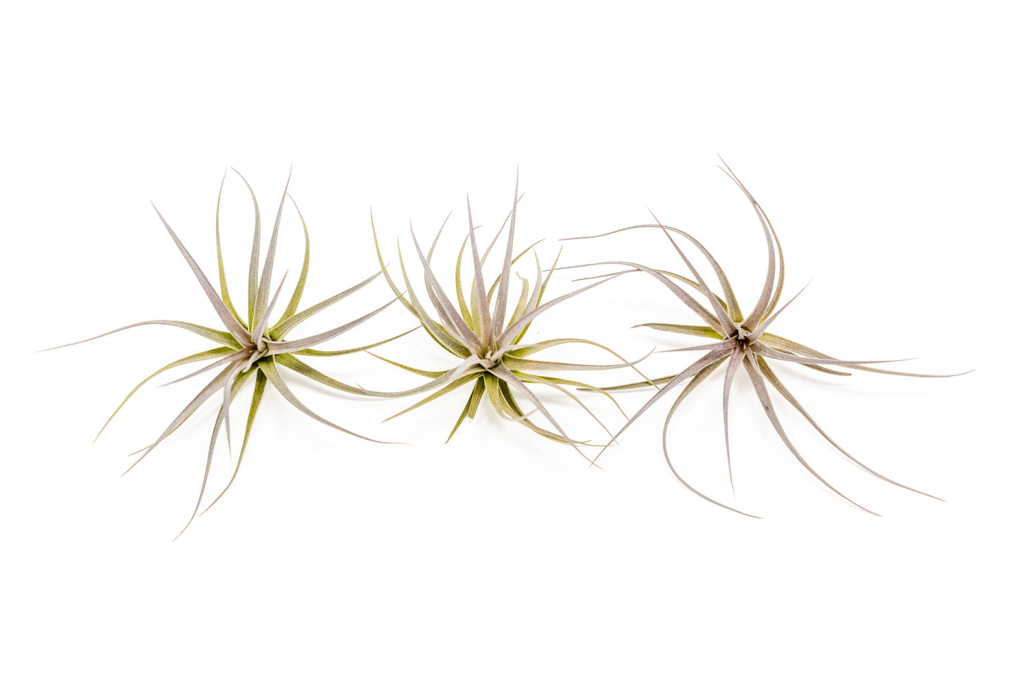 Tillandsia Tenuifolia Air Plants