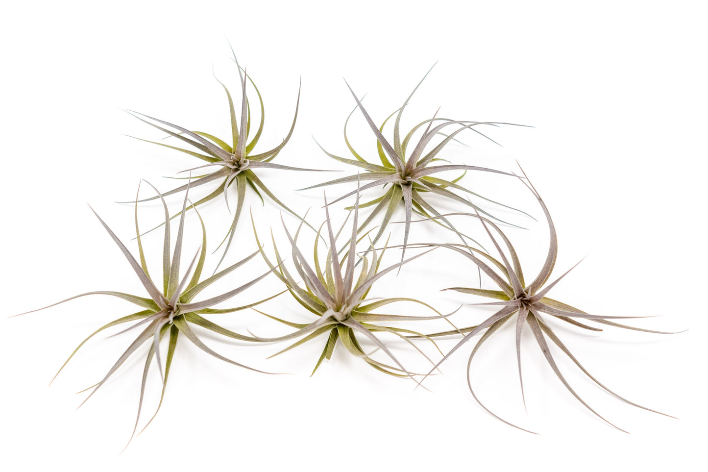 Tillandsia Tenuifolia Air Plants