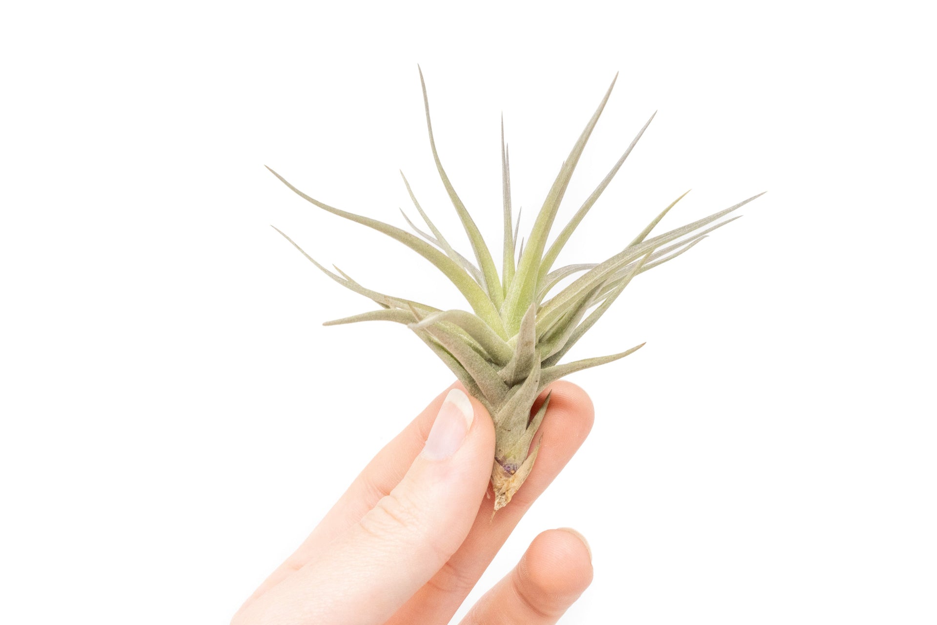 tenuifolia air plant Tillandsia Tenuifolia Air Plants – Enchanted Grow