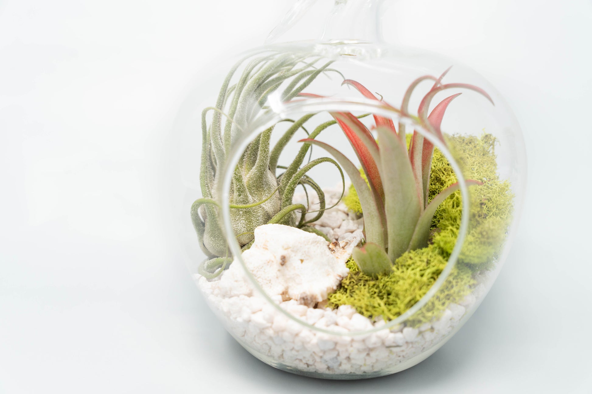 growing air plants in a terrarium Apple Terrarium with Pebble Kit and Tillandsia Air Plants – Enchanted Grow
