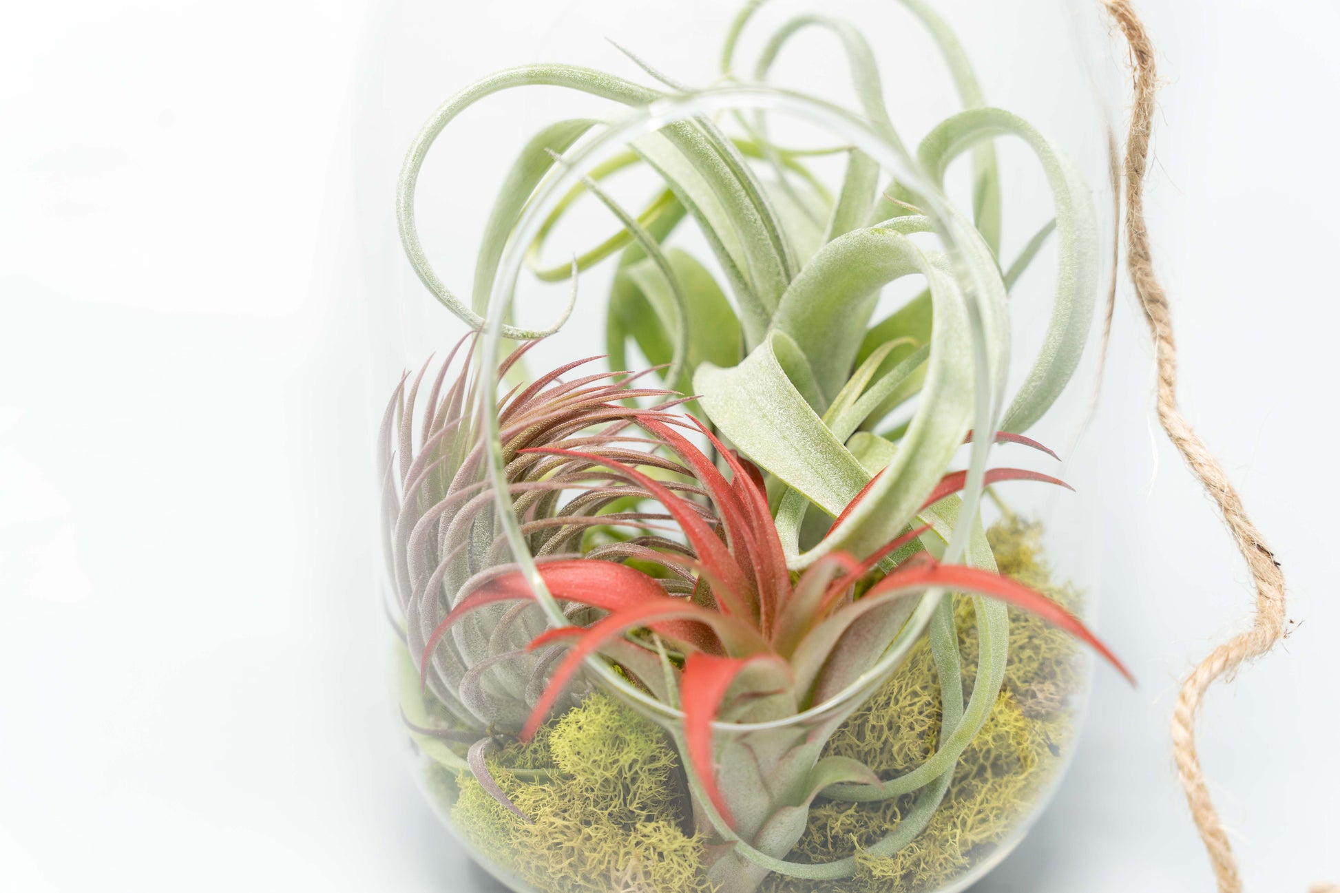 air plants moss Capsule Terrarium with Moss and Tillandsia Air Plants