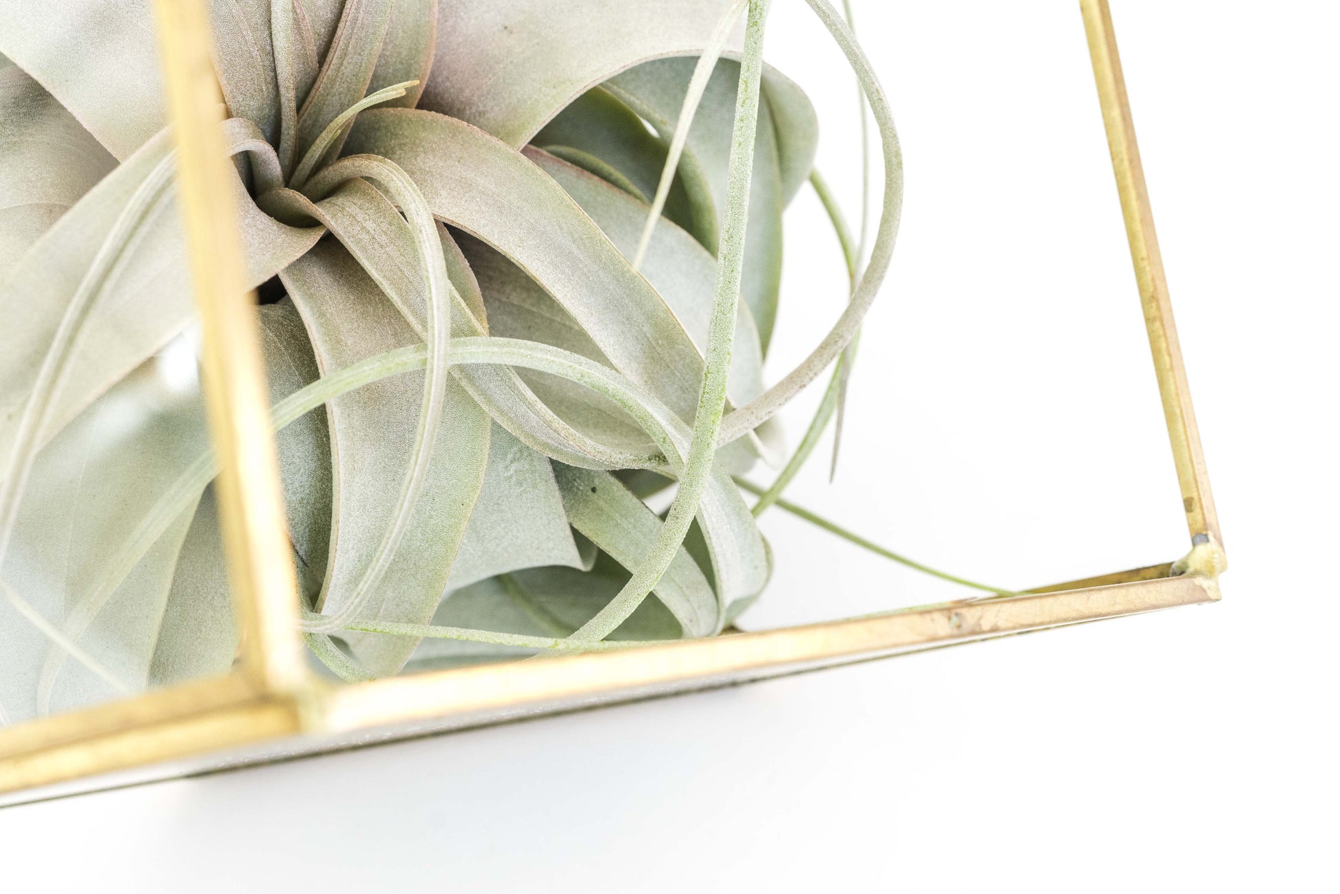 geometric air plant terrarium Heptahedron Geometric Glass Terrarium with Tillandsia Xerographica Air Plant