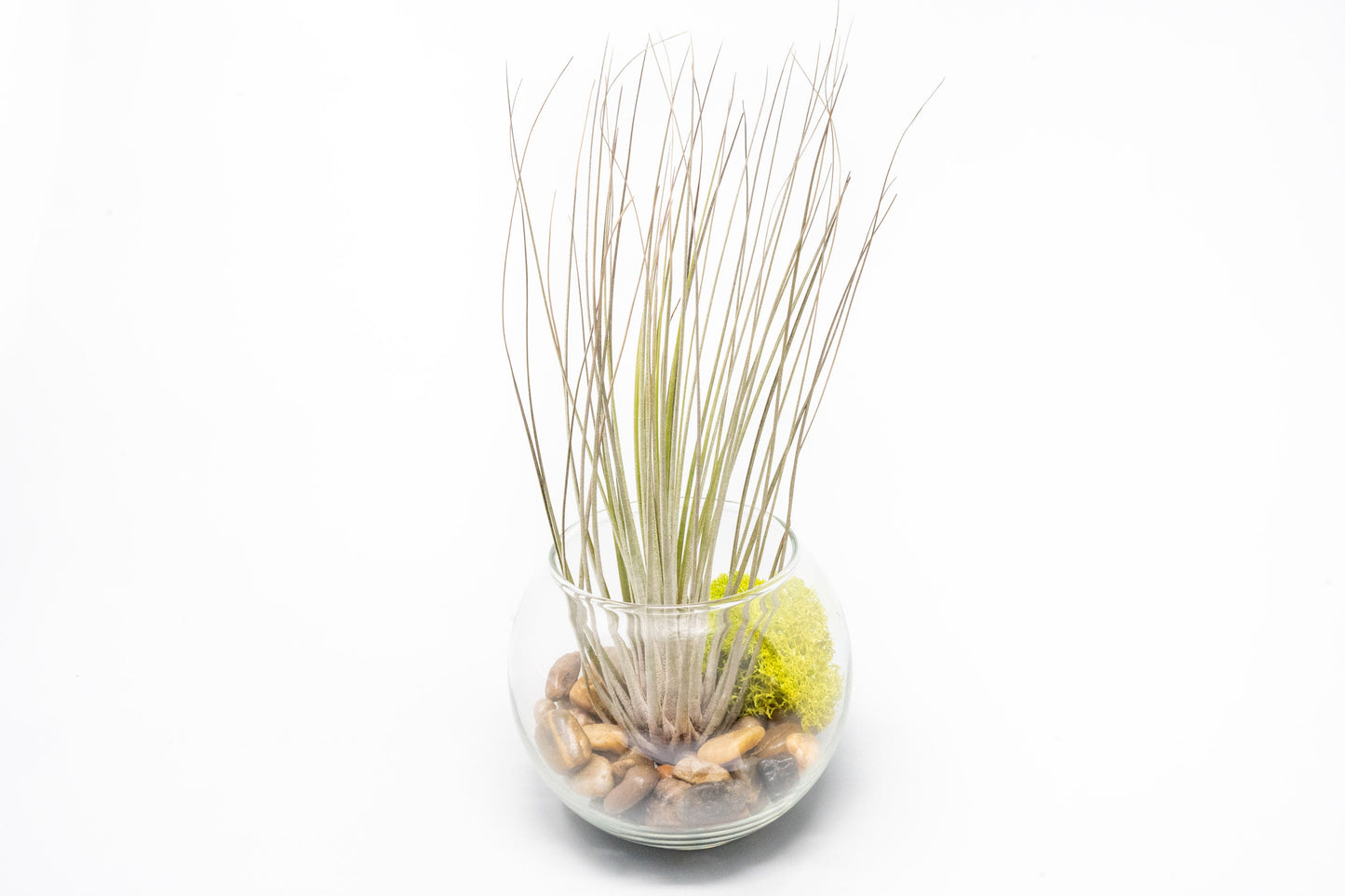 Complete Bubble Trio Terrariums with Tillandsia Juncea, Butzii, and Harrisii Air Plants