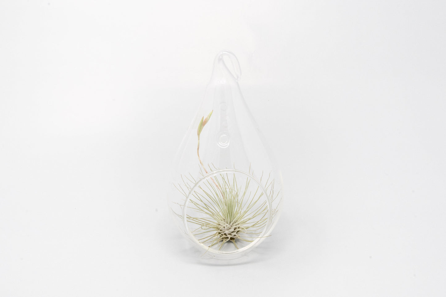 Minimalist Terrarium in a Glass Teardrop - Choose Your Custom Tillandsia Air Plant