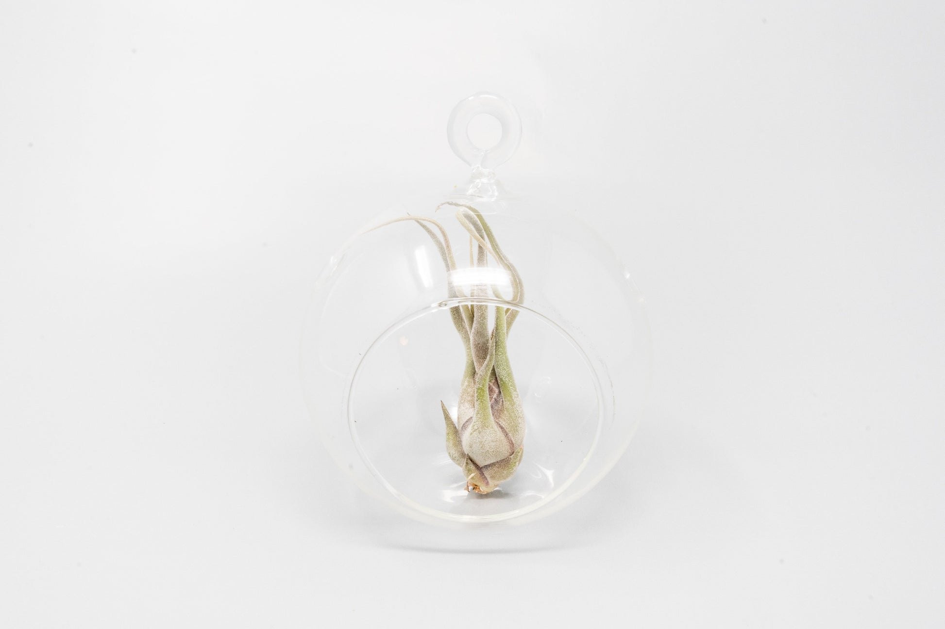 air plant glass globe Minimalist Terrarium in a Glass Globe with Flat Bottom