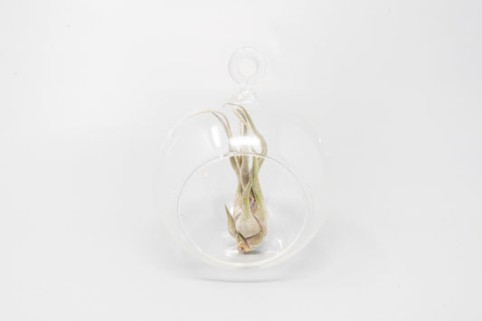 Minimalist Terrarium in a Glass Globe with Flat Bottom - Choose Your Custom Tillandsia Air Plant