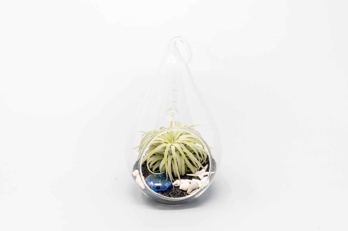 Teardrop Beach Terrariums with Black Sand