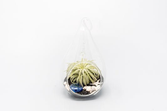 Teardrop Beach Terrariums with Black Sand