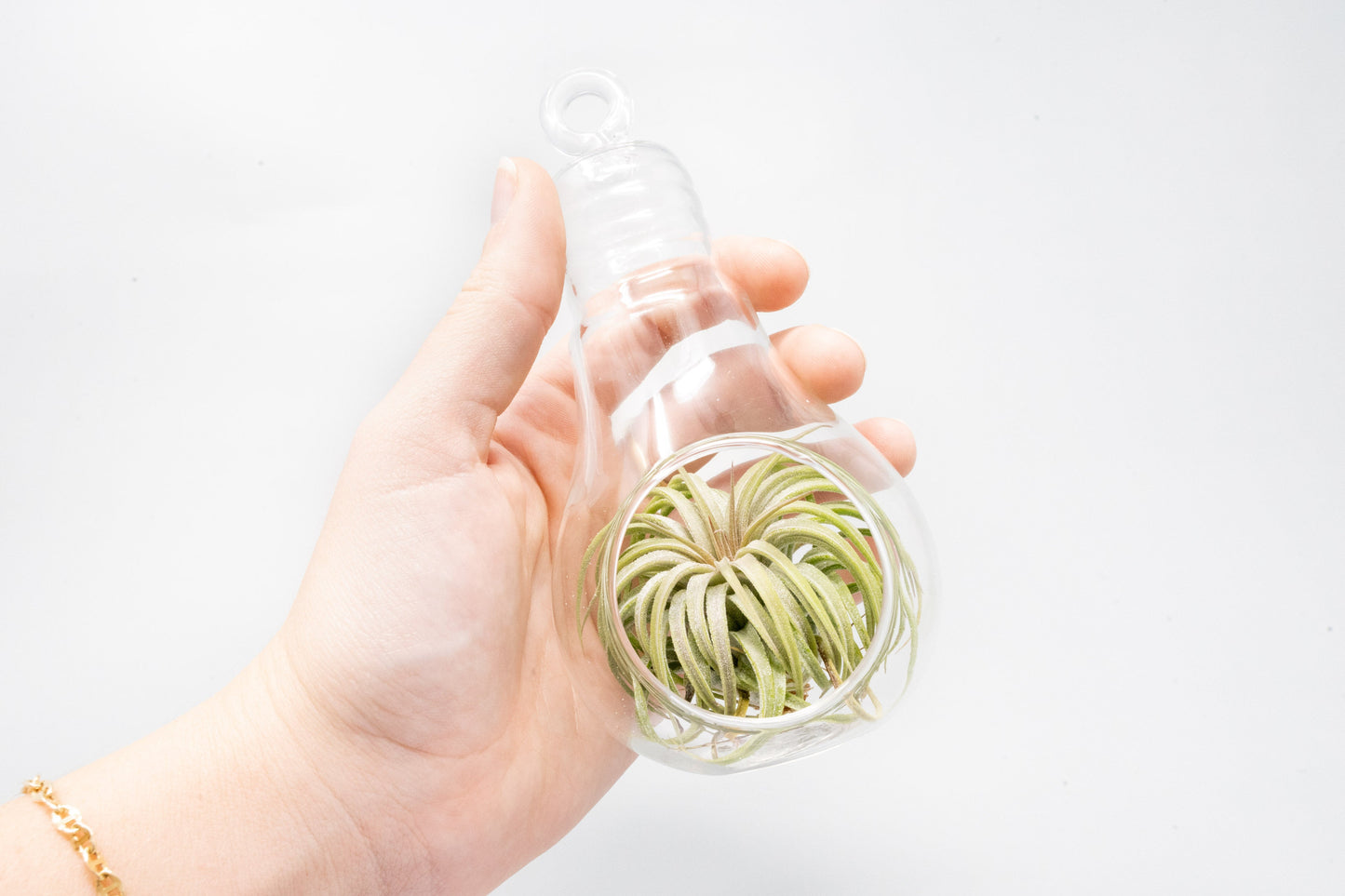 Hanging Light Bulb Terrarium with Flat Bottom